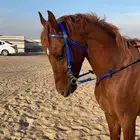 حصان مشروك للبيع