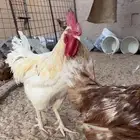دجاج لوهمان