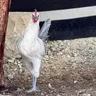 ديكه بعمر 4 شهور او تزود تقريبا