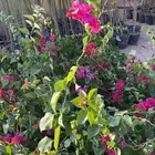 للمشاتل والأفراد (أشجار مثمرة وزينه وظل)