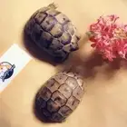 سلاحف متوفر تمارا
