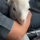 ماعز قزم عمر سنه ونص تقريبا