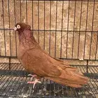 حمام صربي خوارج