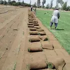 ثيل عشب طبيعي نجيله