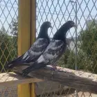 طبه تيدي مستوى فاخر
