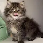 كيتن قطط للبيع قطط جدة شيرازي سكوتش فولد هملايا انثى ذكر قطه