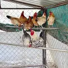 ديك تركي و اناث مهجن