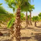 تركيب شبك وزراعه نخيل شبك نخل زراعه