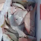رحلات صيد  الرايس