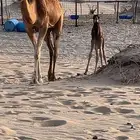 خلفه للبيع