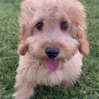 كلب توي بودل Toy poodle