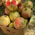 رمان الباحه بيده