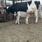 بقره والد طيبه حليب وزبد