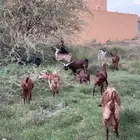 معزا للبيع