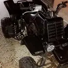 مطلوب بانشي