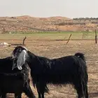 معزا عارضيات