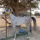 خيل عربى للبيع