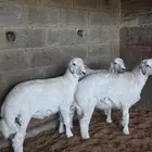 ابو عبدالله لبيه الذبايح