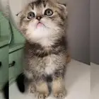 4 سكوتش فولد كيتن قطط للبيع شيرازي هملايا انثى ذكر قطط صغيره