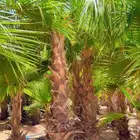 تركيب شبك زراعه نخل شبوك سياج اسور حديديه نخيل