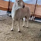 فحال ثاني مشروط