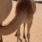 بكره هجن ابيها نوماس والد الليزر سابق وجدها حبيب جهينه