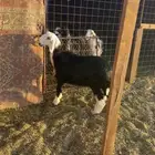 رخل صنف