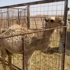 حاشي الباني طيب للبيع