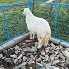 ذبايح(تم البيع)