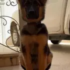 كلب جيرمن شيبرد