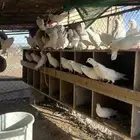 حمام فرنسي 30 جوز