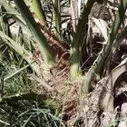 صنية عجوه وصفاوي فسائل