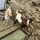 تيوس(تم البيع)