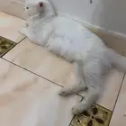 قطه شيرازي للبيع نظيفه جدا