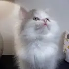 قطط اقساط قطط جدة قطط الطايف كيتن سكوتش فولد هملايا شيرازي