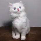 قطط للبيع قطه بسه كيتن هملايا شيرازي انثى ذكر سكوتش قطوه قط