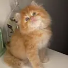 7 كيتن قطط للبيع قطط الرياض قطط الخرج سكوتش هملايا شيرازي