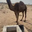 صفراء مزاين اقبل البدل