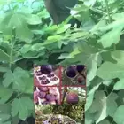 شتلات تين بروان تركي احمر حبه كبير