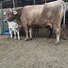بقره فاخره