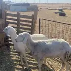 ذبايح ثلاجه بريه