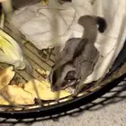 شوقر قلايدر سنجاب