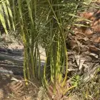 أصناء برني وكعيمر العيص الفرع الحرة الموقع ف التحديد