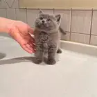 قطط كتن قطه صغيرة
