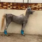 خيل