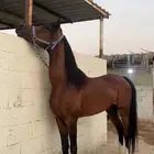 حصان طرب