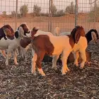 جفار هجين بورقت