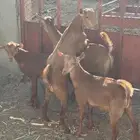 تيوس حص مندي