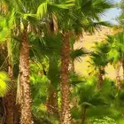 تركيب شبك وزراعه نخيل نخل زراعه شبوك مزارع