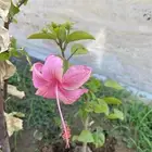 مشاتل التكامل 0533351329